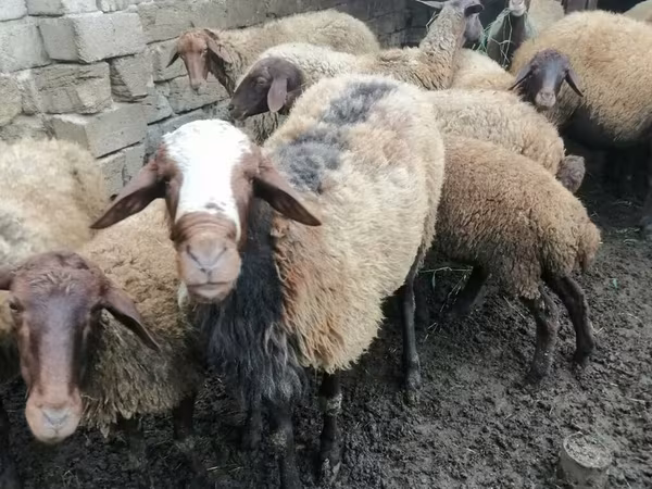كبش, الأغنام
