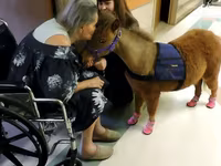 فرس, Miniature horse — الصورة 3