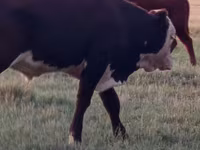 Bull, Kazakh White-headed cow — photo 8