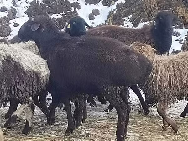 Widder, Hissar sheep