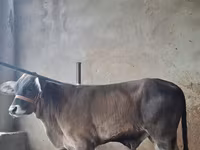 Bull, Brahman — photo 3