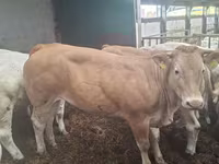 Kuh, Blonde d’Aquitane cattle — Foto 5