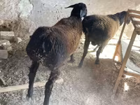 Ram, Rhon sheep — photo 3