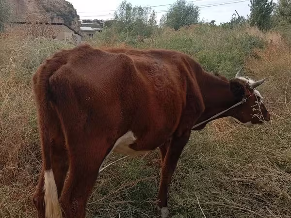 بقرة, الماشية