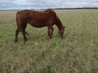 母马, Horses — 照片 2