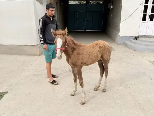 Yegua, Caballos