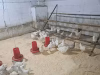 Chickens — Foto 2