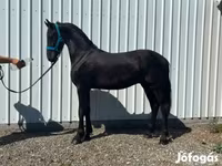 حصان, Dutch warmblood horse — الصورة 1