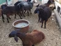 Widder, Arabi sheep — Foto 4