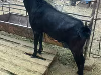 Billy Goat, Nubian Goat — photo 1