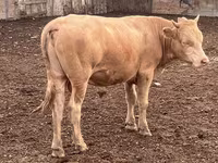 Bull, Simmental cattle — photo 3