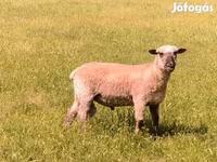 Carnero, Shroshire sheep — foto 5