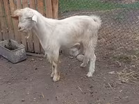 تيس, Saanen goat — الصورة 4
