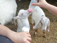 Ziegenbock, Nubian Goat — Foto 3