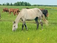 Mare, Arabian horse — photo 2