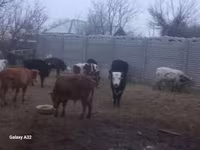 Bull, Cattle — photo 2