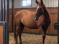 فرس, Thoroughbred horse — الصورة 1
