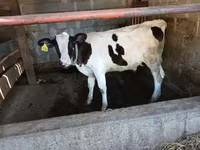 ثور, Swiss cattle — الصورة 5
