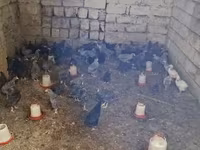Chickens — photo 4