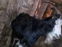 Goat, Kamori goats — photo 2