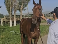 فرس, Thoroughbred horse — الصورة 2