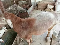 Ram, Arashan sheep — photo 1