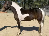 Hengst, American paint horse — Foto 2