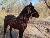 Hengst, Karabair horse — Foto 1