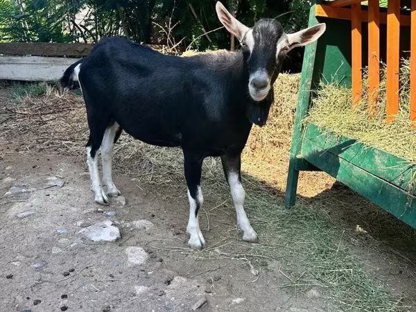 تيس, Alpine goat