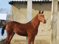 Hengst, Karabair horse — Foto 1