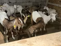عنزة, Saanen goat — الصورة 3