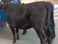 Vaca, Aberdeen-Angus — foto 4