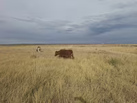 Vaca, Ganado vacuno — foto 1