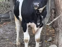 Toro, Russian Black pied cattle — foto 2