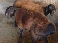 Carnero, Hissar sheep — foto 5
