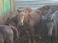 Mare, Horses — photo 4