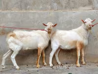 عنزة, Saanen goat — الصورة 2