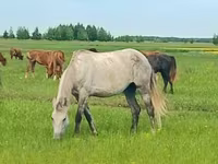 Mare, Arabian horse — photo 1