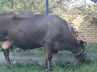 Vaca, Swiss cattle — foto 3