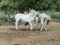 公马, Mugalzhar horse — 照片 7