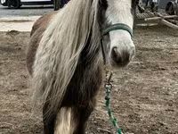 حصان, Gypsy horse — الصورة 6