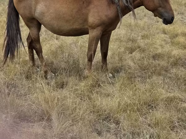 Yegua, Kazakh horse