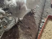 Leghorn — Foto 3