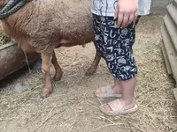 公羊, Sheep — 照片 3