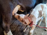 Vaca, Ganado vacuno — foto 5