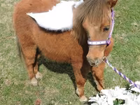 Mare, Miniature horse — photo 8