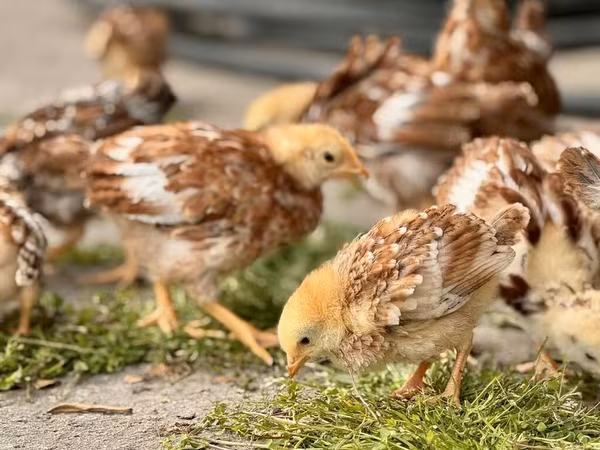Rhode Island Red