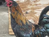 Japanisches Bantam — Foto 7