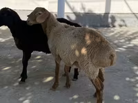 Ram, Sheep — photo 1