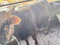 Toro, Ganado vacuno — foto 4